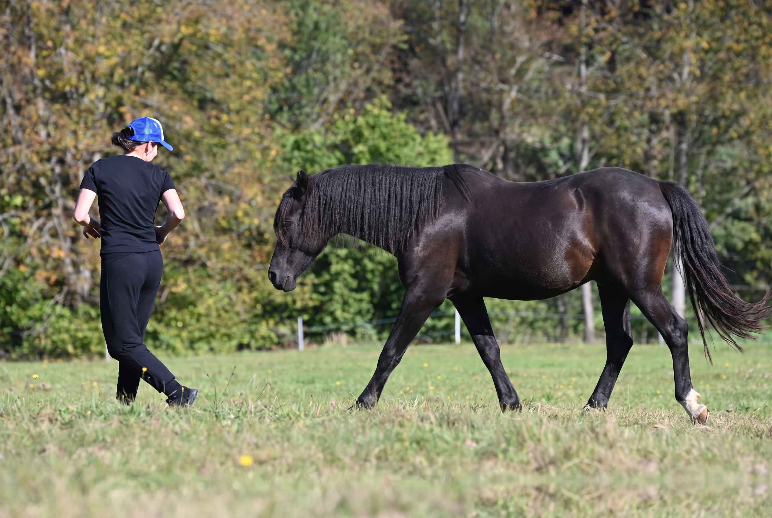A horse following a person during groundwork